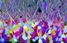 Obraz neuronów mózgu uzyskany met. Brainbow. Fot. Livett-Weissman-Sanes-Lichtman AP
