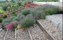 W ogrodach króluje wczesna wiosna