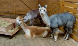 Zooterapia z alpakami