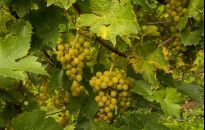 Podkarpackie winnice atrakcją turystyczną