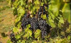 Święto wina w Jaśle