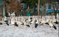 Dzikie zwierzęta kochają Przemyśl