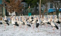 Dzikie zwierzęta kochają Przemyśl