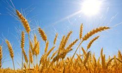 "Farmer" Asseco Poland w KRUS-ie