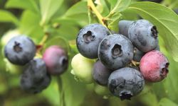 Rzadko spotykane, ogrodowe rośliny owocowe