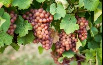 Czas winobrania w podkarpackich winnicach