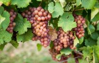 Podkarpacka Akademia Wina organizuje kurs dla winiarzy