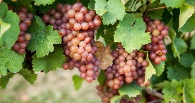 Podkarpacka Akademia Wina organizuje kurs dla winiarzy