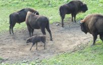 Putonek - nowy członek pokazowej zagrody żubrów w Mucznem