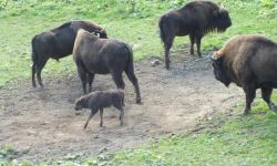 Putonek - nowy członek pokazowej zagrody żubrów w Mucznem