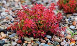 Ogród - zielone zacisze Greinplast