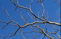 Cięcie drzew dla zielonych