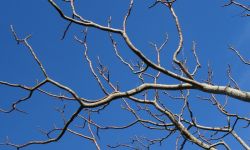 Cięcie drzew dla zielonych