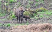 Narodziny dwójki żubrzątek w zagrodzie pokazowej w Mucznem