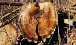 Zanim zetniesz drzewo na swojej posesji. Praktyczny poradnik krok po kroku