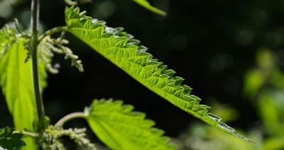 Pokrzywa na kompost i do sałatki