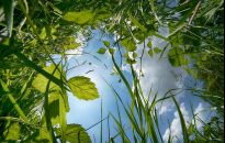 Jak wykorzystać w ogrodzie skoszoną trawę 