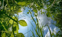 Jak wykorzystać w ogrodzie skoszoną trawę 