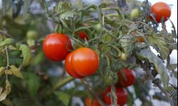 Pryskanie mlekiem i inne sposoby na choroby pomidorów