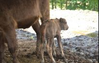 W zagrodzie w Mucznem przyszedł na świat mały żubr