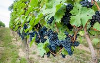 Najlepsze węgierskie wina na festiwalu win w Krośnie