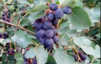 Świdośliwa. Skarbnica białka i witamin w twoim ogrodzie