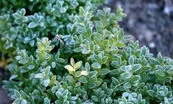 Kora, jedlina, styropian i agrowłóknina - czym otulić rośliny na zimę