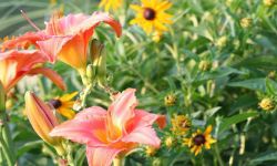 Planowanie rabaty w ogrodzie. Kilka pomysłów i podpowiedzi