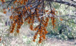 Bezcenny rokitnik przyda się w ogrodzie