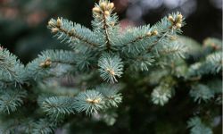 Choinki - jak kupić drzewko i co z nim zrobić po świętach