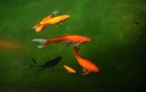 Oczko wodne na zimę