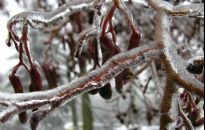 Uszkodzenia mrozowe i dziki zwierz - jak ratować rośliny
