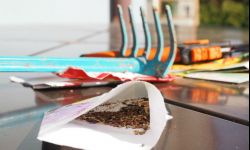 Pora kupić nasiona. Jakie wybrać?