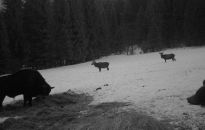 Żubr, niedźwiedź i trzy jelenie. Niezwykłe zdjęcie z Baligrodu