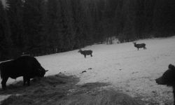 Żubr, niedźwiedź i trzy jelenie. Niezwykłe zdjęcie z Baligrodu