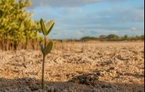 Jak dużo miejsca zajmują drzewka i co posadzić na małej działce
