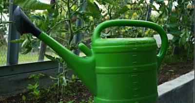 Dlaczego warto uprawiać warzywa pod osłonami