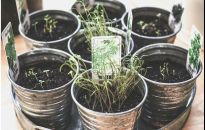 Nowalijki z doniczki - ABC uprawy szczypiorku na parapecie