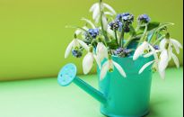 Przebiśniegi możesz posadzić w ogrodzie