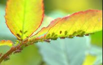 Likwidujemy szkodniki w ogrodzie, zanim zaczną żerować