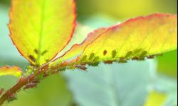 Likwidujemy szkodniki w ogrodzie, zanim zaczną żerować