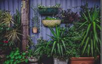 Przesadzamy rośliny doniczkowe. Jakiej ziemi nie kupować?