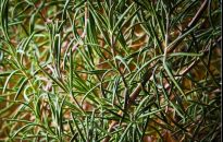 Warto uprawiać zioła. Na słońcu i w warzywniaku