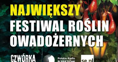Zobacz rośliny pożerające owady w łańcuckiej Storczykarni