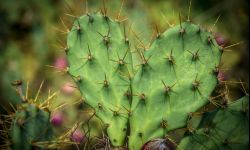 Kaktusy w polskim ogrodzie - uprawa od A do Z