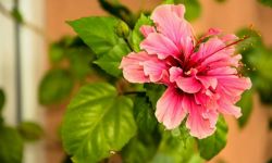  Jakie domowe rośliny doniczkowe można wystawić na balkon? 