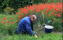 Ograniczamy ilość szkodników na działce