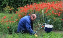 Ograniczamy ilość szkodników na działce