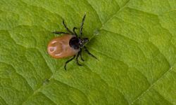 Rzeszów będzie walczył z kleszczami i komarami 