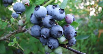 Trwają borówkowe żniwa